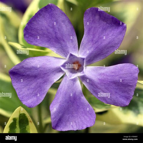 Flower With Five Petals Hi Res Stock Photography And Images Alamy