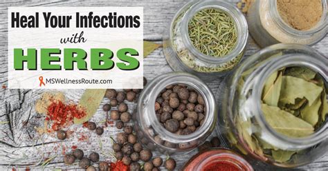 heal your infections with herbs ms wellness route