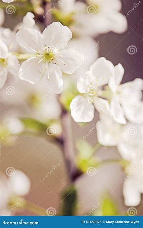 Cherry Tree Flowers Stock Image Image Of Cherry Flower 41459875