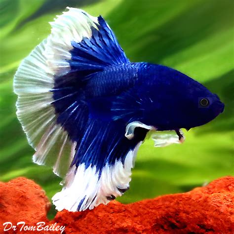 Betta fish has been since early times of its discovery been used for fight shows which started in the anabantoid nature of betta. Halfmoon Betta for Sale - AquariumFish.net