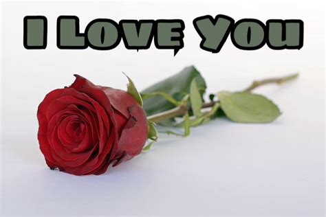 50 I Love You Images With Roses Love You Red Rose Image Download