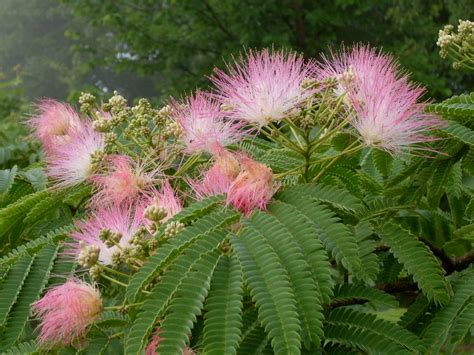 Mimosa Tree Flowers This Is A Creative Commons Image Whic Flickr