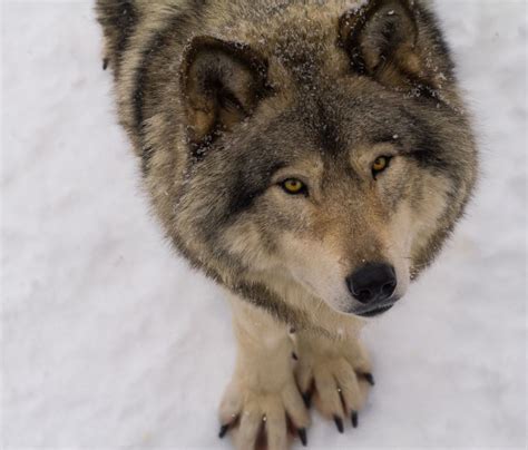 The Beauty Of Wildlife Big Wolf Wolf Dog Wolf Pictures