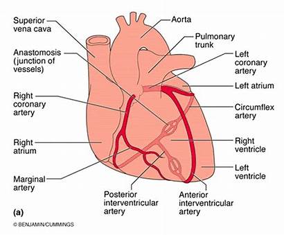 Coronary Circulation Artery Anatomy Cardiac Vascular Blood