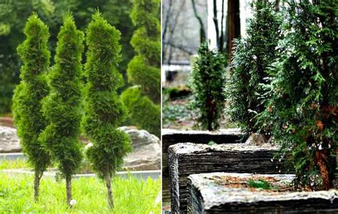32 Dwarf Conifers With Pictures Identification And Planting Guide