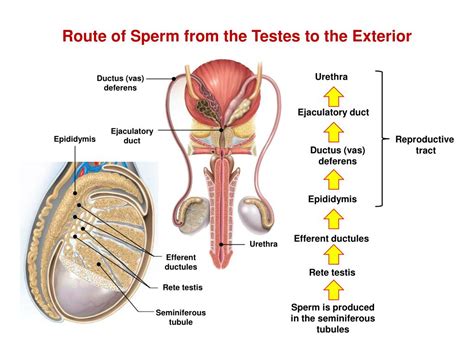 Which Of The Following Depicts The Correct Pathway Of Transport Of Sperms