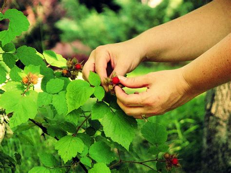 Snack On Edible Wild Berries In West Virginia This Summer As You Hike