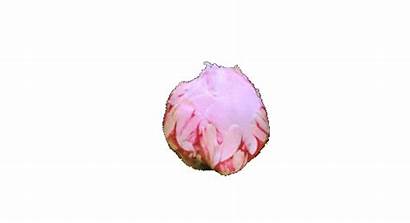 Transparent Flower Rose Animated Sticker Pink Pretty