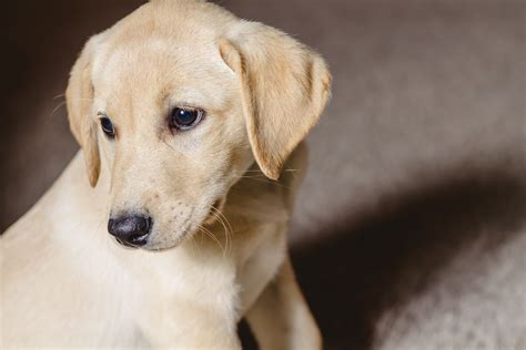 New and used items, cars, real estate, jobs, services, vacation rentals and more virtually anywhere in ontario. Female Yellow Lab Puppy- Placed - Puppy Steps Training