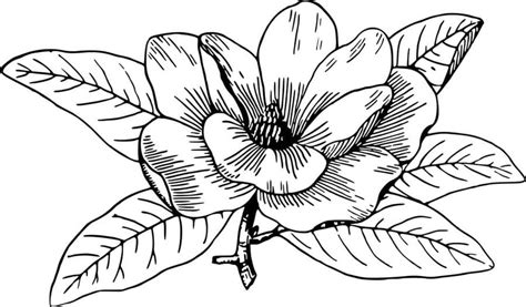 Coloring Pages Magnolia Printable For Kids And Adults Free To Download