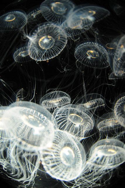 Sea Jellies Translucent Deep Sea Creatures Ocean Creatures Sea