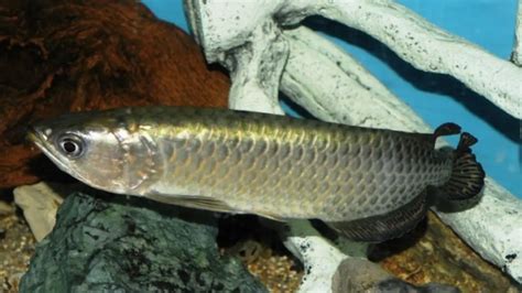 8 Jenis Jenis Ikan Predator Air Tawar Yang Bisa Dipelihara Di Akuarium