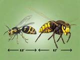 Wasp Identification Images