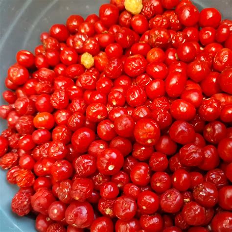 Aji Charapita Red Chilli Seeds Rare Red Charapita Red Pepper Seeds