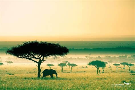 Africa Kenya Savannah Elephant Hd Wallpapers Desktop And Mobile