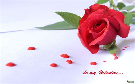 Rose And Drops On Valentines Day February 14 Wallpapers And Images