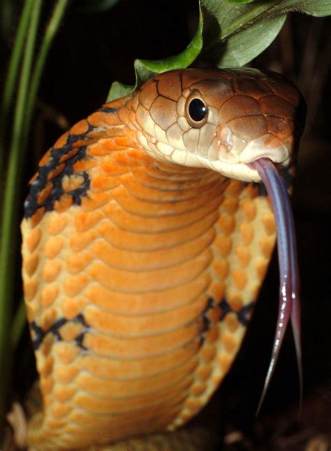 Facts About Cobras Snake King Cobra