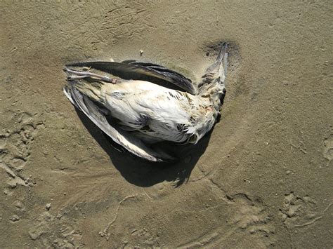 Mais de 170 animais são encontrados mortos na beira da praia Litoral