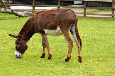 Donkeys Donkey At Whipsnade Zoo Martin Pettitt Flickr