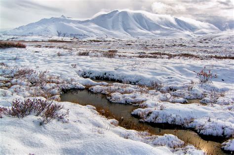 It includes various communities and is named for the dominant type of vegetation, such as grassland or coniferous forest. Tundra Biome: Interesting Info About its Plants and Animals