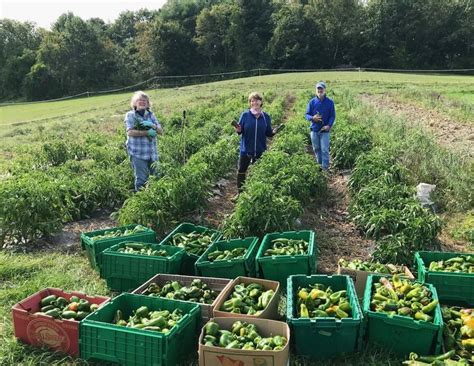 Learn Online About Food Bank Farms Gleaning In Lincoln County