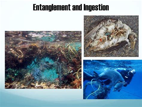 Ppt North Atlantic Gyre And Microplastics Powerpoint Presentation