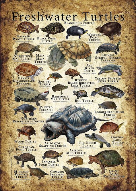 Zoetwaterschildpadden Poster Etsy In 2021 Freshwater Turtles