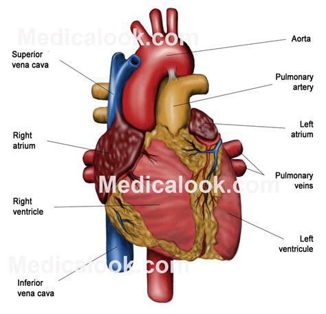 Heart Human Anatomy Organs