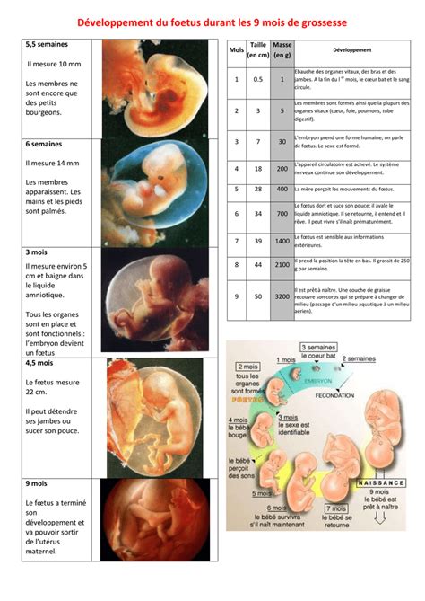 3 Mois De Grossesse Taille Du Foetus Cutmaxi