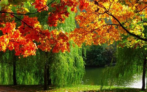 Forest Nature Autumn Leaves River Ultra High Definition Landscape