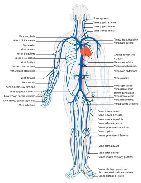 Partes De Las Venas