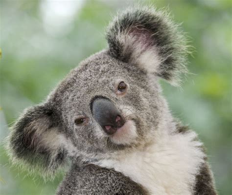 Hello Precious D Koala Bear Australian Fauna Koala
