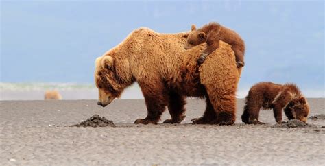 Whats The Difference Between Grizzly Bears And Brown Bears