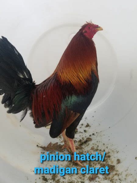 General advise about farming and business, how to get permit and licenses. Very gamey roosters for sale - National CSA Directory