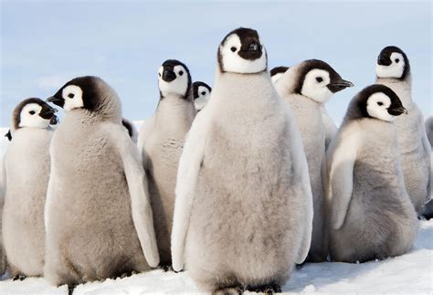 Watch 10 Cute Penguin Videos For Penguin Appreciation Day