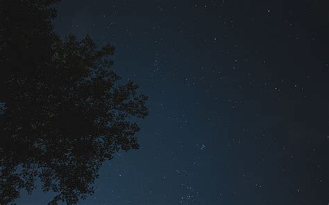 Download Wallpaper 1680x1050 Night Tree Starry Sky Stars Widescreen