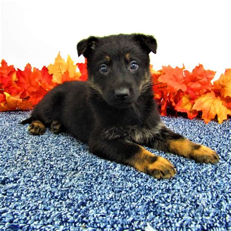Ready to adopt a german shepherd puppy? Rascal - male AKC German Shepherd pup for sale in New ...
