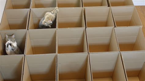 Nine Cats Thoroughly Enjoy The Cardboard Maze That Their Creative Human