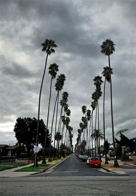 One Of The Palm Tree Lined Streets Of South Los Angeles Stock Image