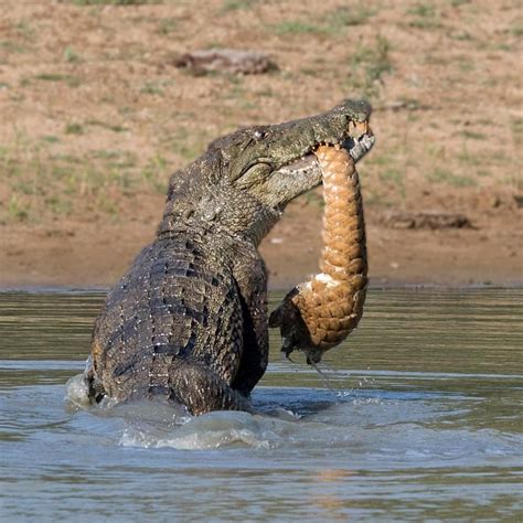 A Crocodile Eating A Pangolin What A Photo Hunter×hunter