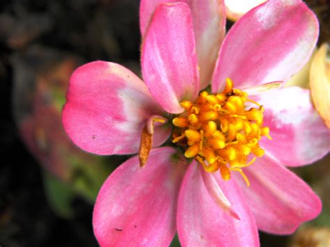 Pretty Pink Photo By Weldon Kilpatrick Flower Beauty Pretty In Pink