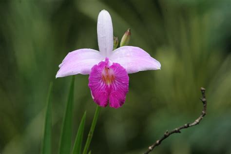 La Guaria Morada Flor Nacional De Costa Rica Plants Garden