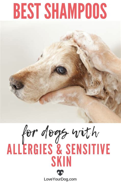 Best Shampoos For Dogs With Allergies And Sensitive Skin Dog Allergies