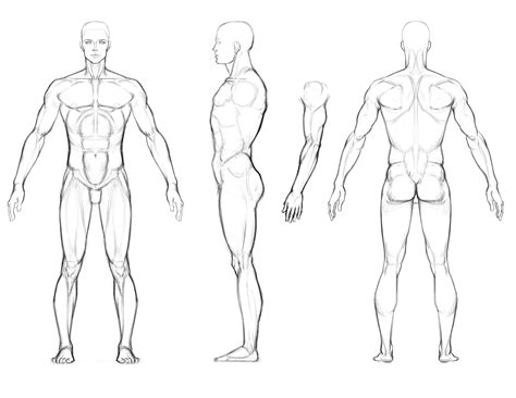 Human Anatomy Drawing Drawings Figure Drawing