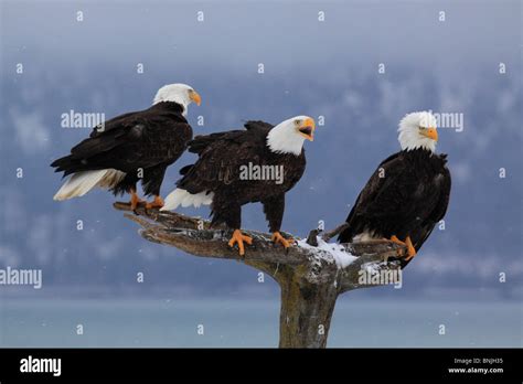 Eagles Alaska America Bald Eagle Trunk Tree Feather Spring Feathers