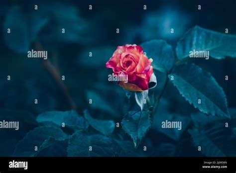 Beautiful Rose Flower With Blur Background Stock Photo Alamy
