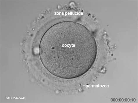Astronomie O Embryologie Page
