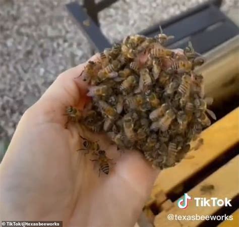 Beekeeper Stuns Tiktok By Scooping Up Swarms Of Buzzing Bees With Her