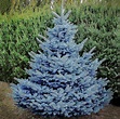 Baby Blue Spruce | Semi-Dwarf Evergreen Tree - PlantingTree