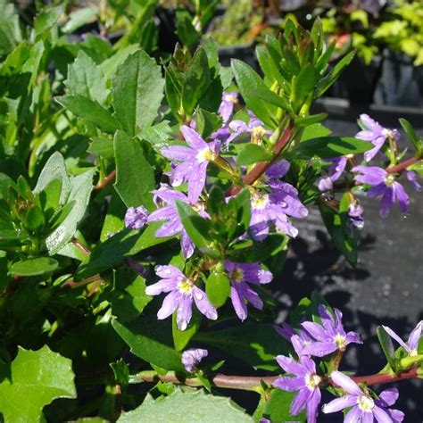 Scaevola Aemula Purple Fanfare Divine Plants Online Shop